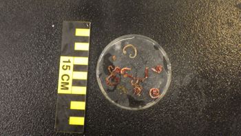 Media type: image;   Invertebrate Zoology 153142 Description: live specimen;